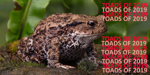 toads